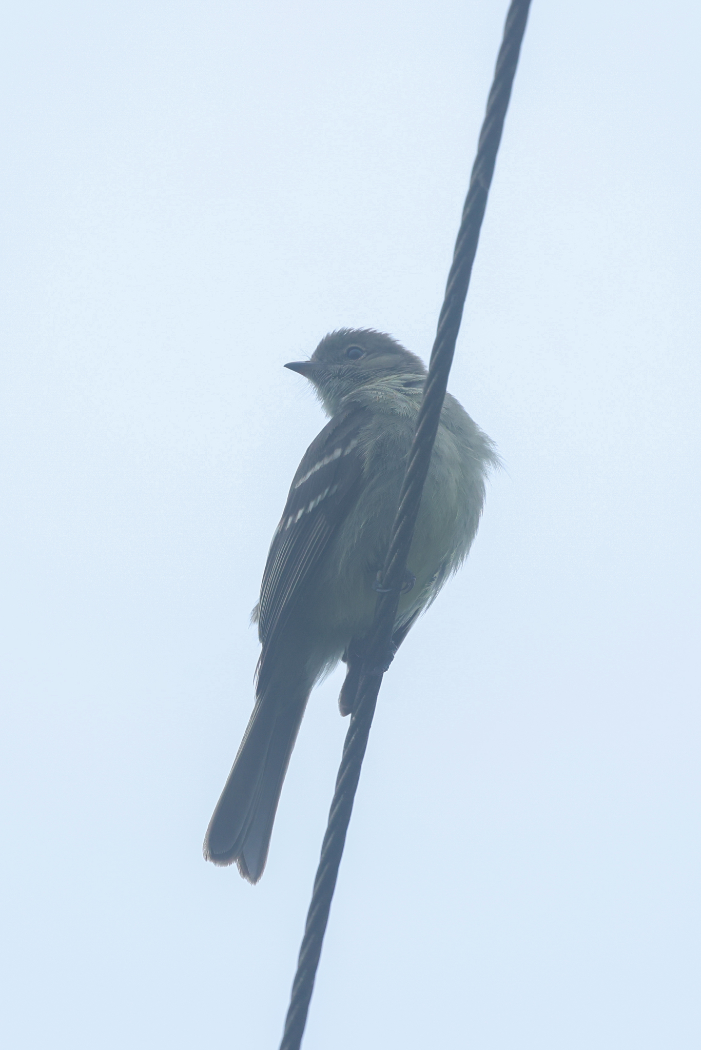 Small-headed Elaenia (Elaenia sordida), photo 8