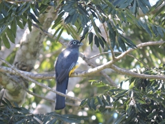 Trogon melanocephalus