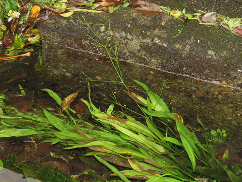 Alisma canaliculatum, photograph 1