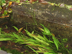 Alisma canaliculatum, photograph (c) chiuluan, some rights reserved (CC BY)
