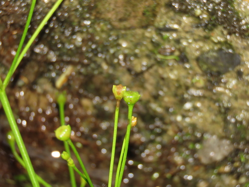 Alisma canaliculatum