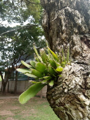 Epiphyllum phyllanthus