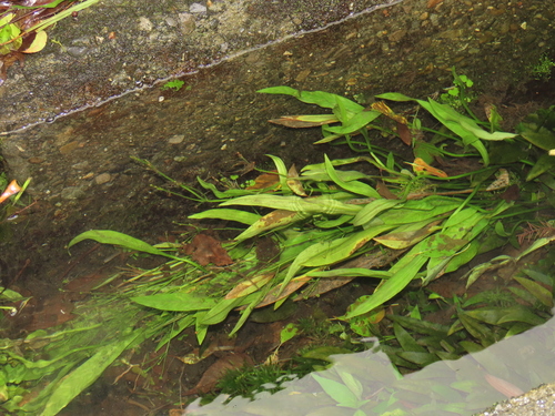 Alisma canaliculatum, photograph 2