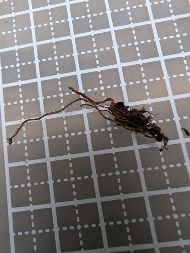 Ophiocordyceps myrmicarum