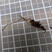 Ophiocordyceps myrmicarum