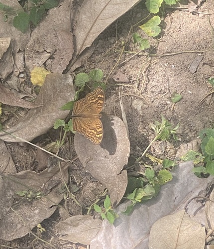 Golden Pansy