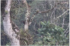 Campephilus haematogaster