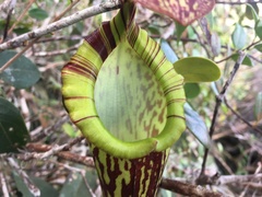 Nepenthes faizaliana