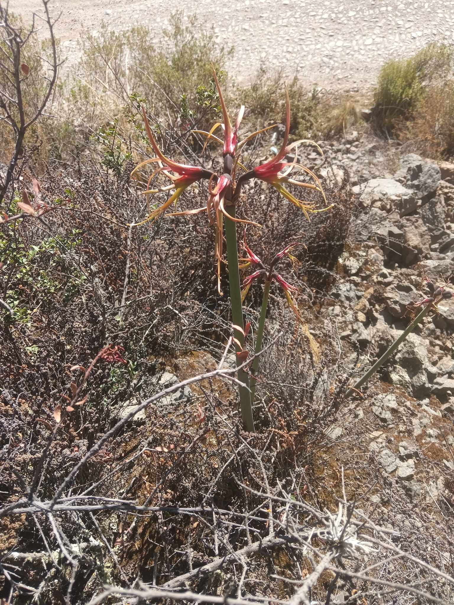 Hippeastrum cybister