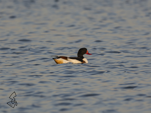 Common Shelduck