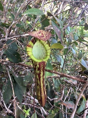 Nepenthes faizaliana