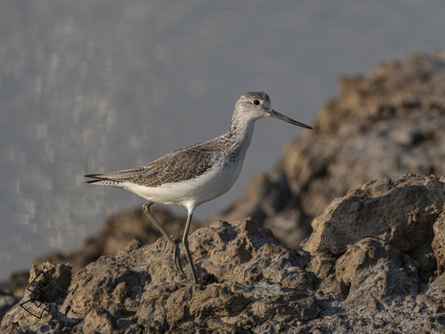 Common Greenshank