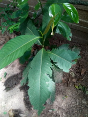 Triplaris americana