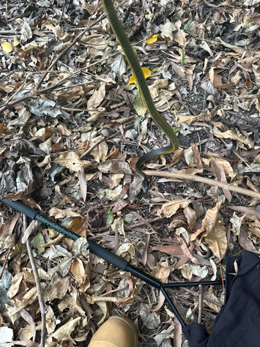 Common Tree Snake sighting