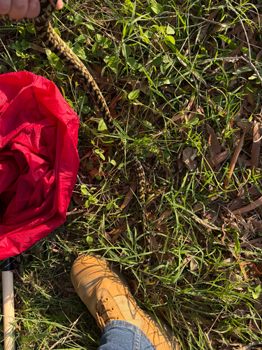 Coastal Carpet Python sighting