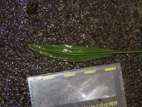 Alisma canaliculatum, photograph 5