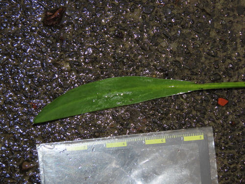 Alisma canaliculatum, photograph 3