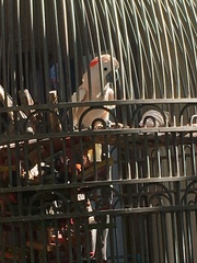 Cacatua moluccensis