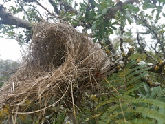 Campylorhynchus brunneicapillus