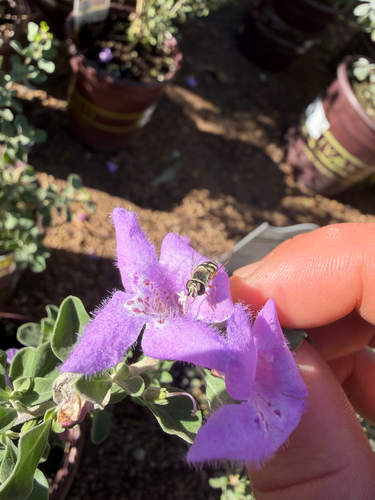 Unknown species found near Maricopa County, US-AZ, US