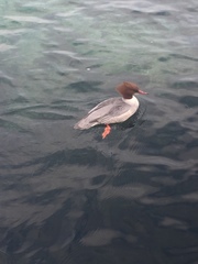 Mergus merganser