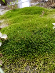Crassula sinclairii