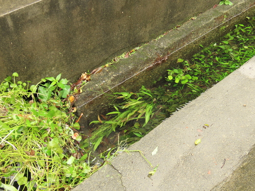 Alisma canaliculatum, photograph 4