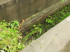 Alisma canaliculatum, photograph (c) chiuluan, some rights reserved (CC BY)