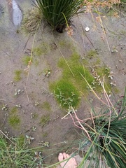 Crassula sinclairii