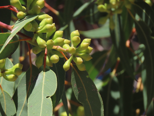 Eucalyptus phylacis L.A.S.Johnson & K.D.Hill