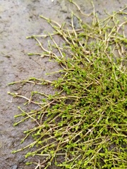 Crassula sinclairii