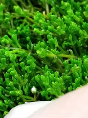 Crassula sinclairii