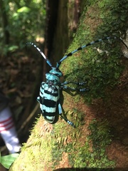 Anoplophora medenbachii