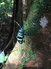 Anoplophora medenbachii