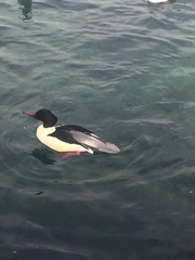 Mergus merganser