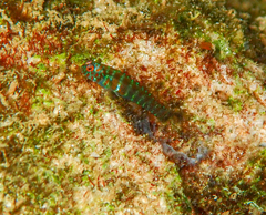 Twinspot Dwarfgoby photo 1