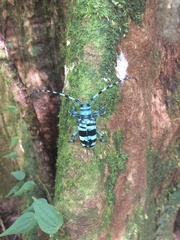 Anoplophora medenbachii