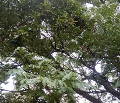 Enterolobium contortisiliquum