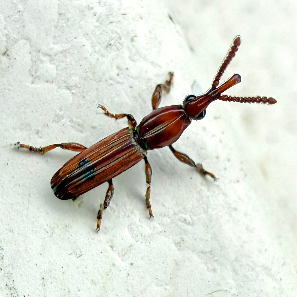 Trachelizus