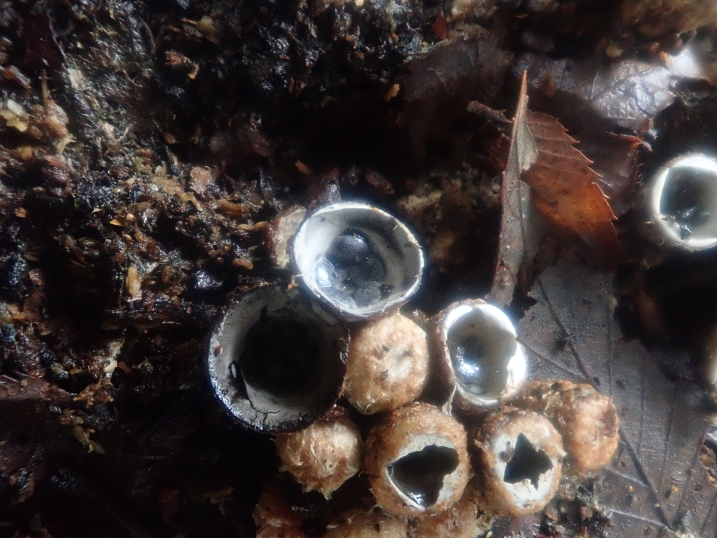 Cyathus stercoreus · November 2025 · photo: © atsushi_nakajima_cirque (iNaturalist, cc-by)