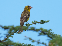 Crithagra donaldsoni