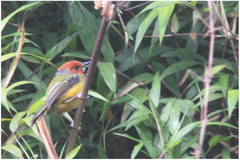 Poecilotriccus luluae