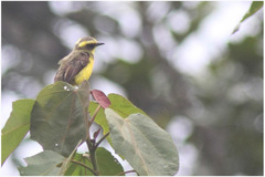 Conopias cinchoneti