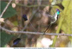 Loddigesia mirabilis