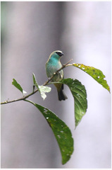 Tangara labradorides