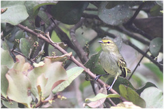 Zimmerius viridiflavus