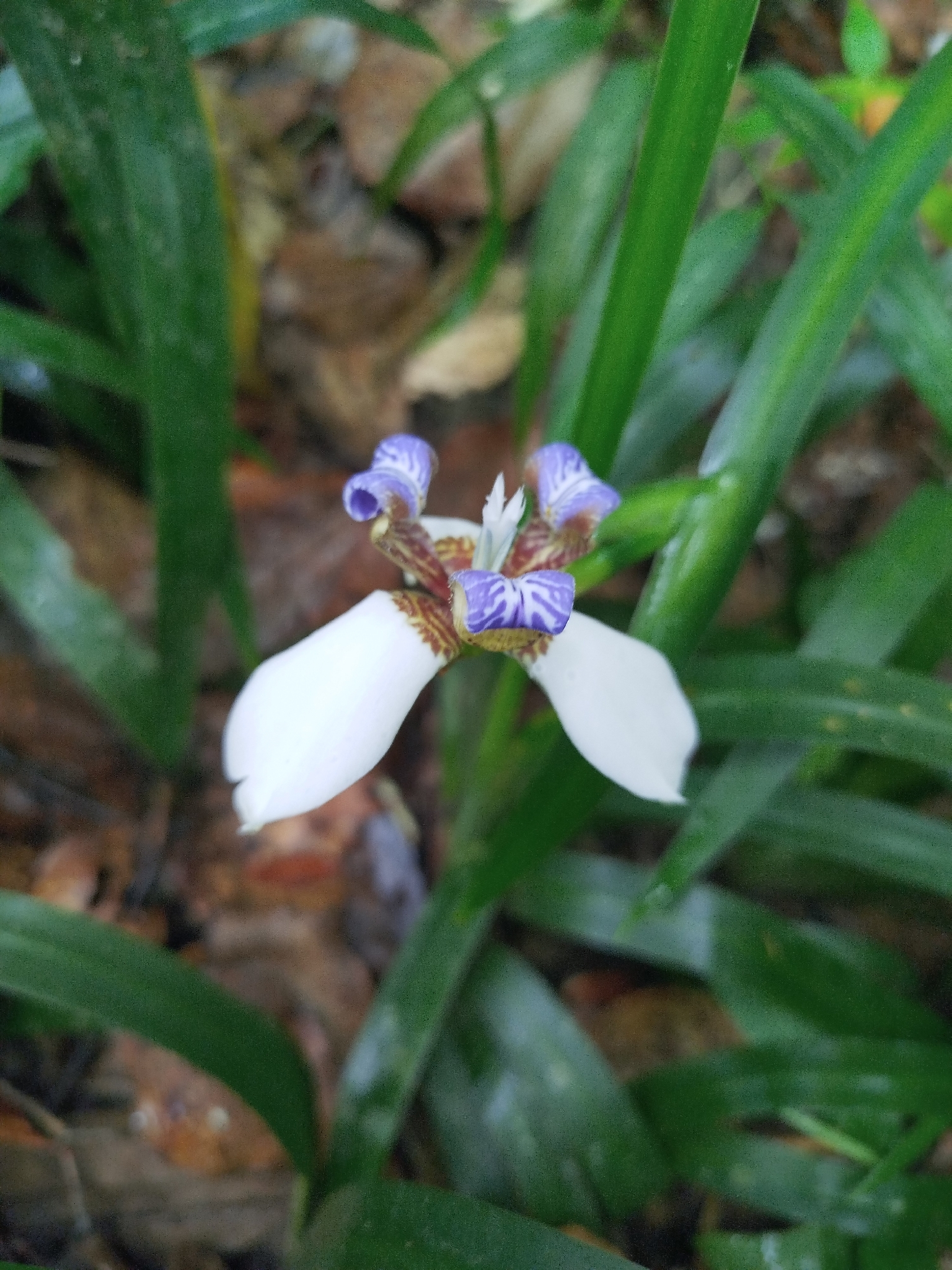 North's False Flag (Trimezia northiana)