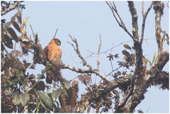 Microspizias collaris