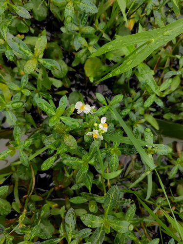 Chinese Arrowhead (Sagittaria trifolia)