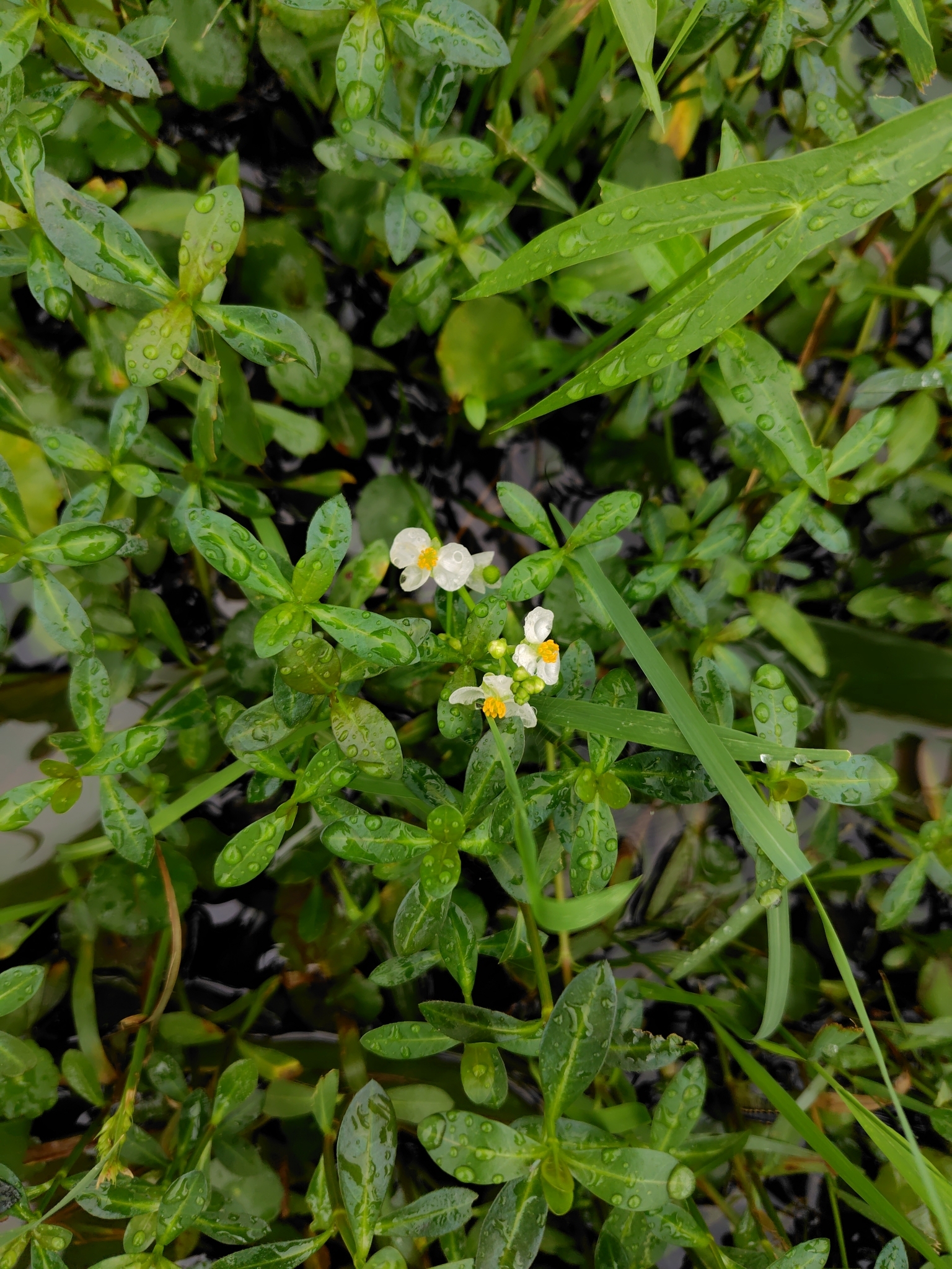 Chinese Arrowhead (Sagittaria trifolia)